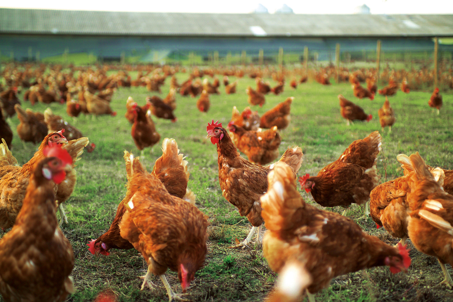 galline che razzolano