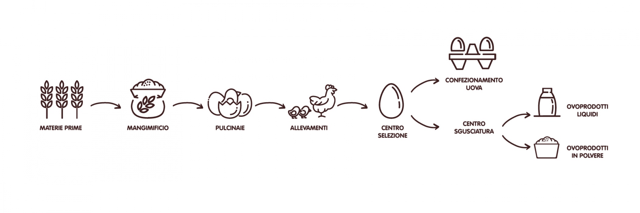 infografica filiera gruppo eurovo