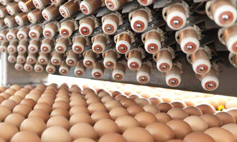 fase di controllo delle uova