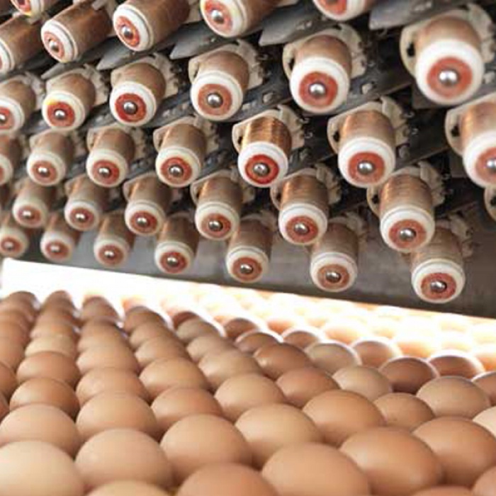 fase di controllo delle uova
