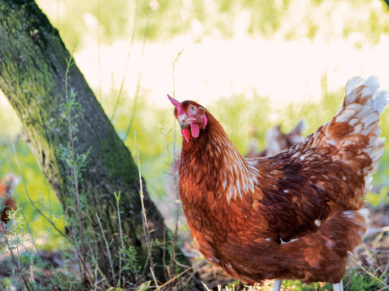 gallina razzolante